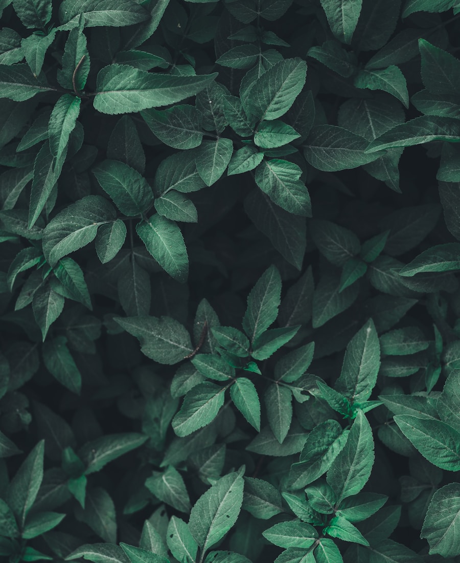 Monstera Leaf